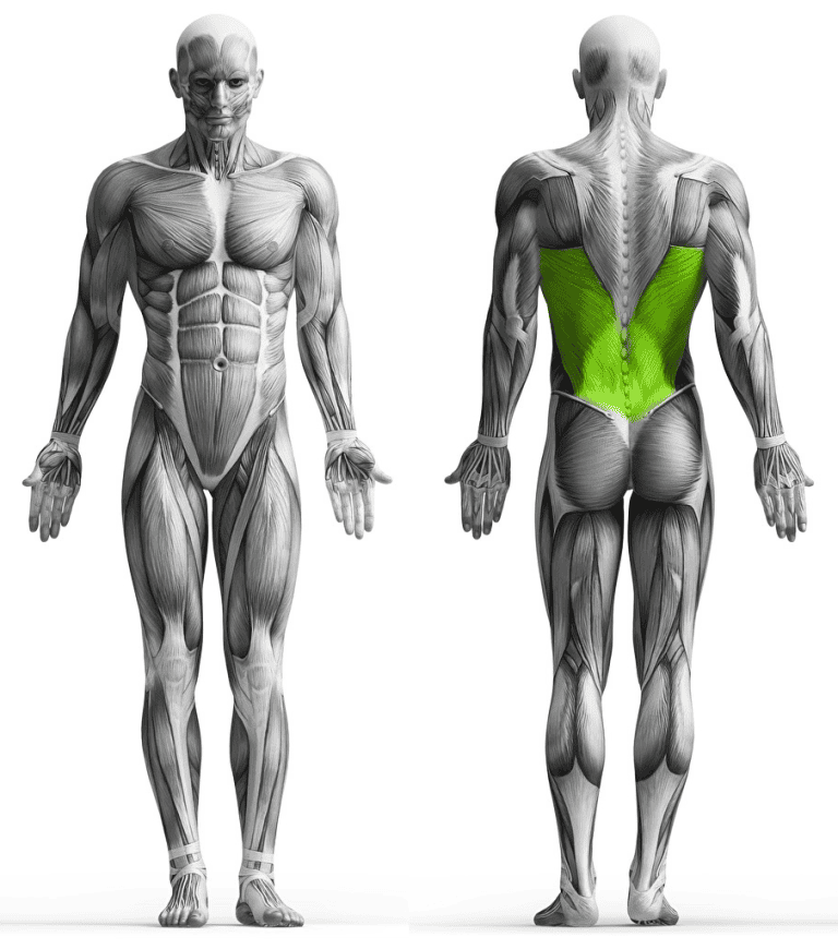 Barbell Inverted Row